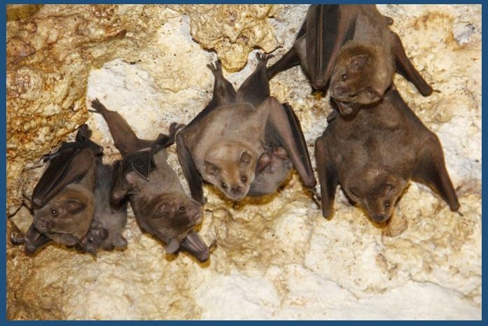 Descubren que la cueva de murciélagos de la Unicaribe es “de maternidad”